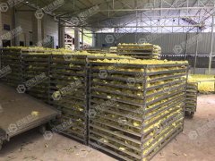 黃蜀葵花烘干現場